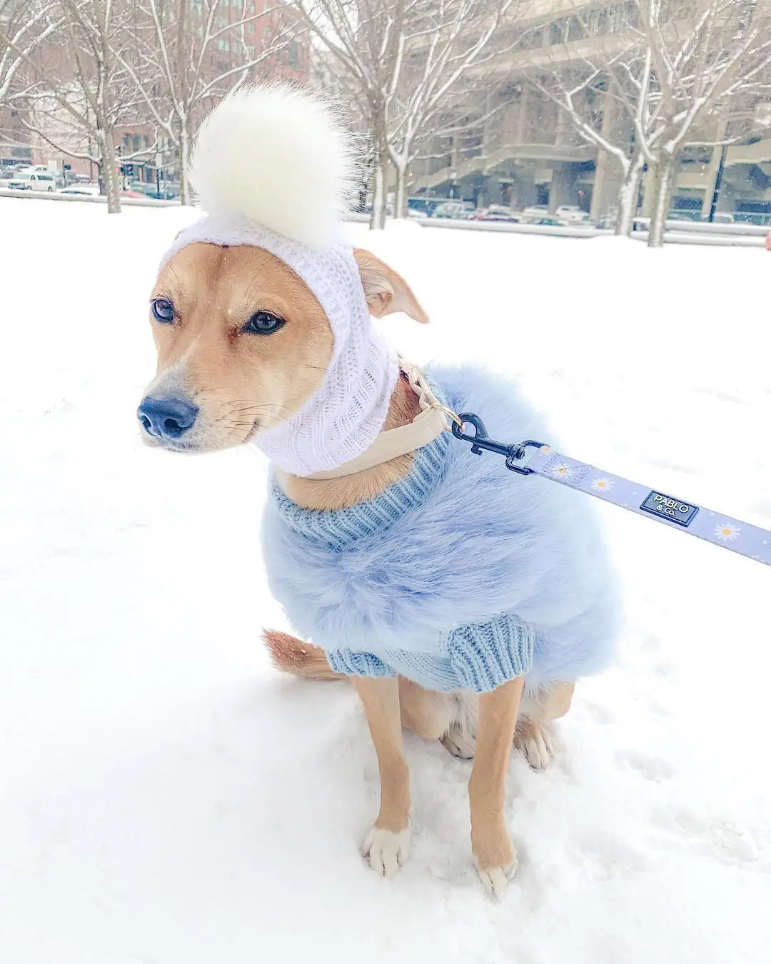 Vêtements en laine luxueux en plumes de dinde pour animaux de compagnie.