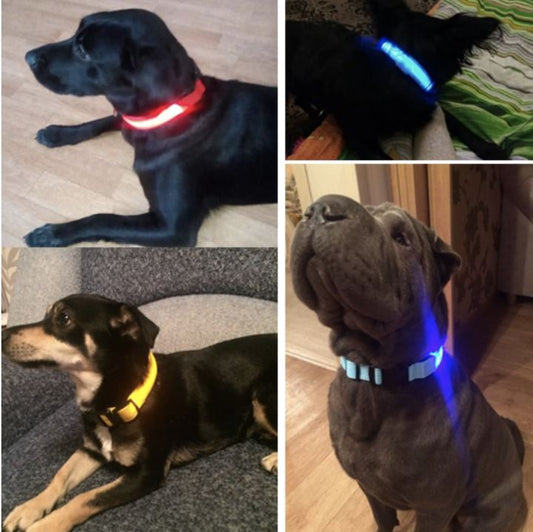 LedCollar™ - Collier à LED pour chien rechargeable.